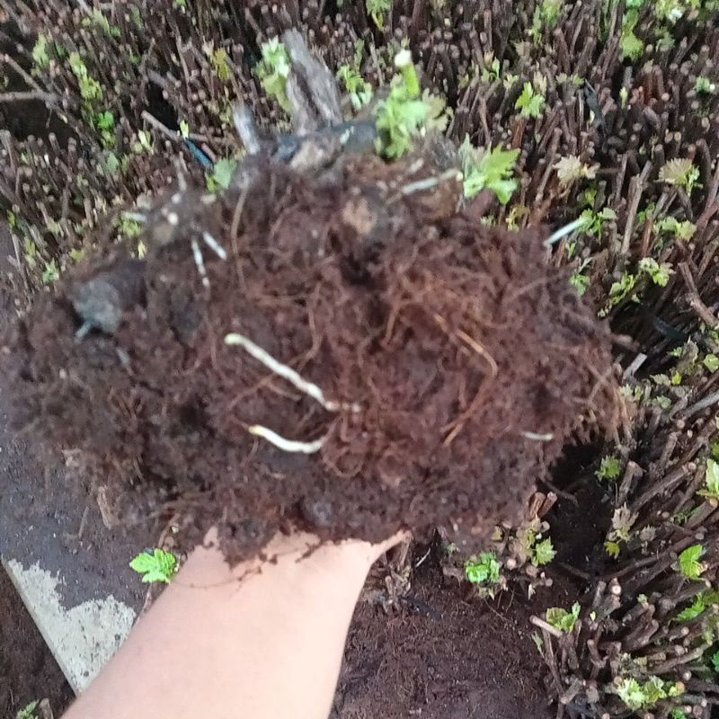 cutting anggur jenis Shiraz berkalus sudah akar