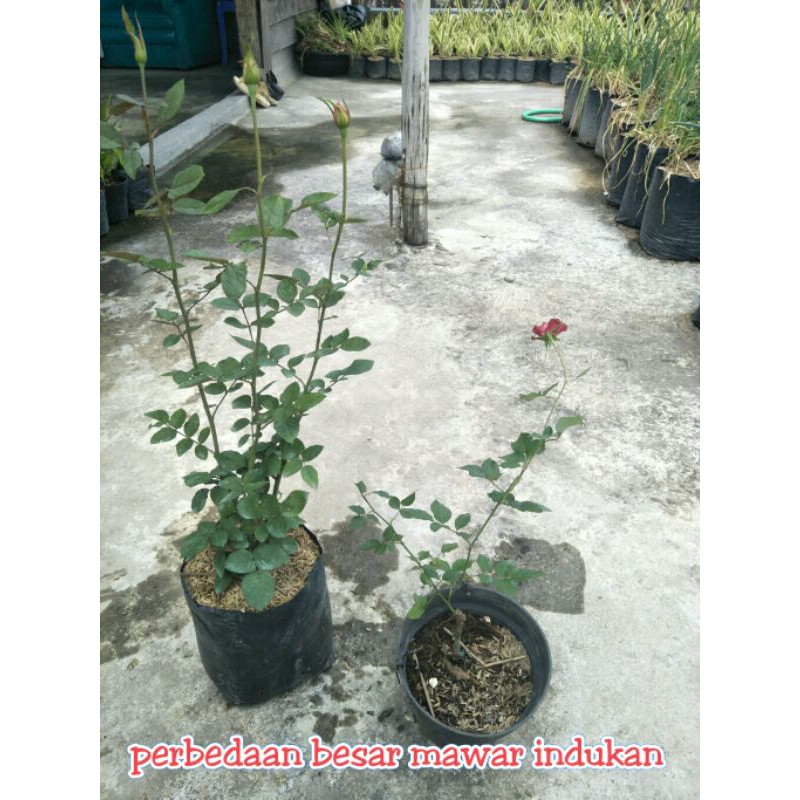Tanaman hias mawar holland indukan ecer