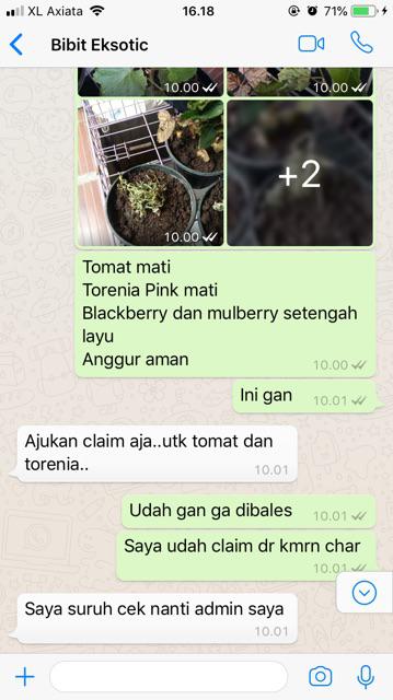 Tanaman Anggur Merah