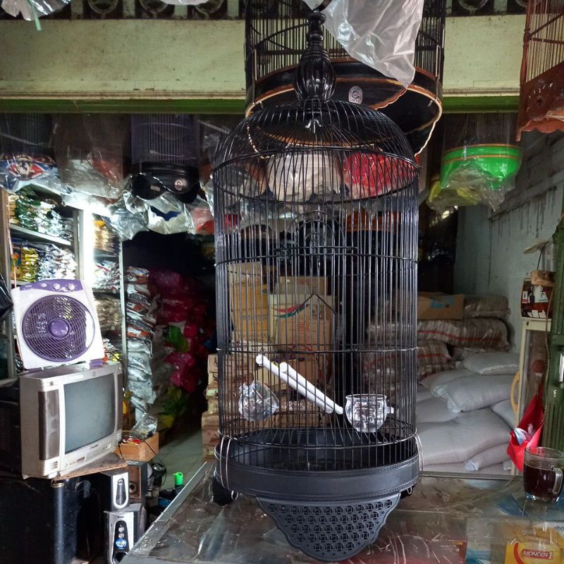 kandang love bird