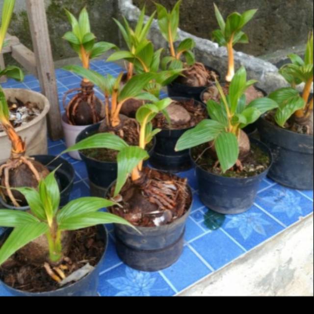 Tanaman hias bonsai kelapa