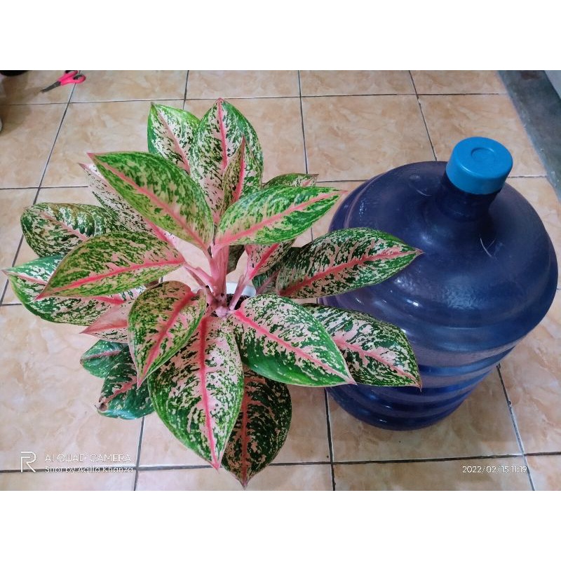 Aglonema PinkSplash