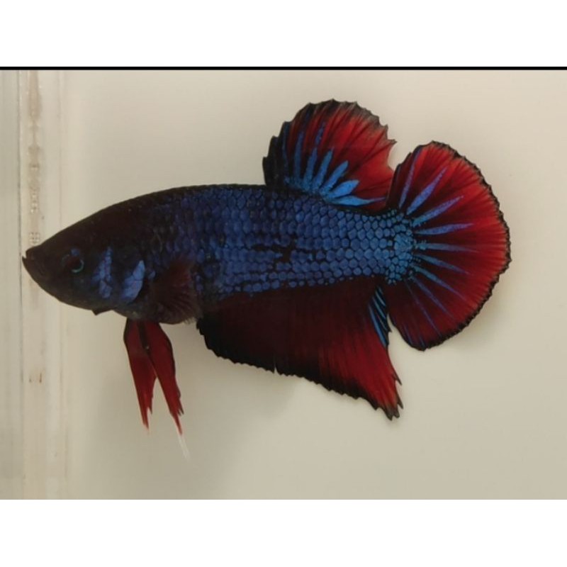 Baby Cupang Avatar TOP GRADE