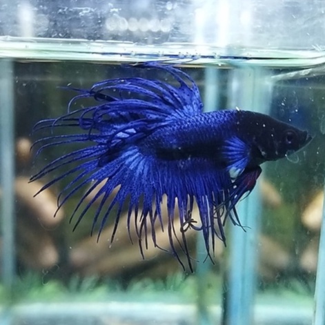 IKAN CUPANG SERIT/CROWNTAIL/CT BLUE 100% REALPICT (KODE AK3)