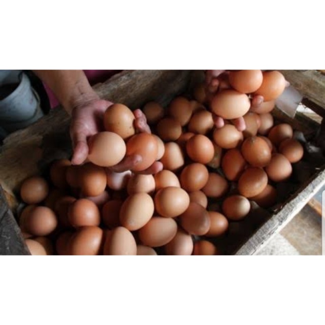 

Telur Ayam