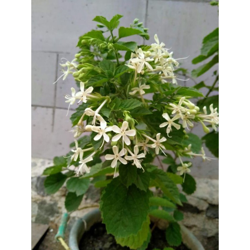 Tanaman Hias Melati Belanda Putih Shopee Indonesia