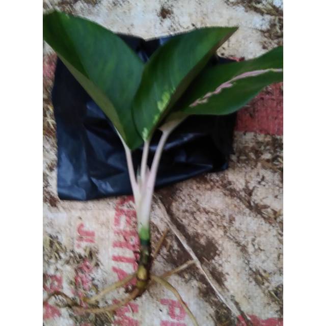 BIBIT AGLONEMA SULTAN BRUNEI 2-3 DAUN ANAKAN