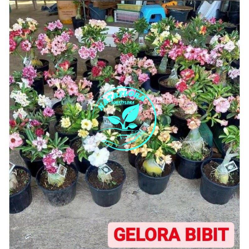 PROMOADENIUM KAMBOJA JEPANG BUNGA TUMPUK GRAFTING
