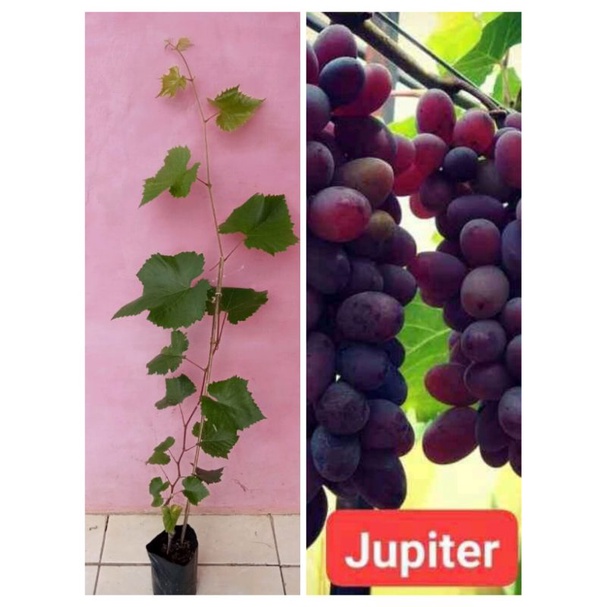 

anggurimforjenisjufiter