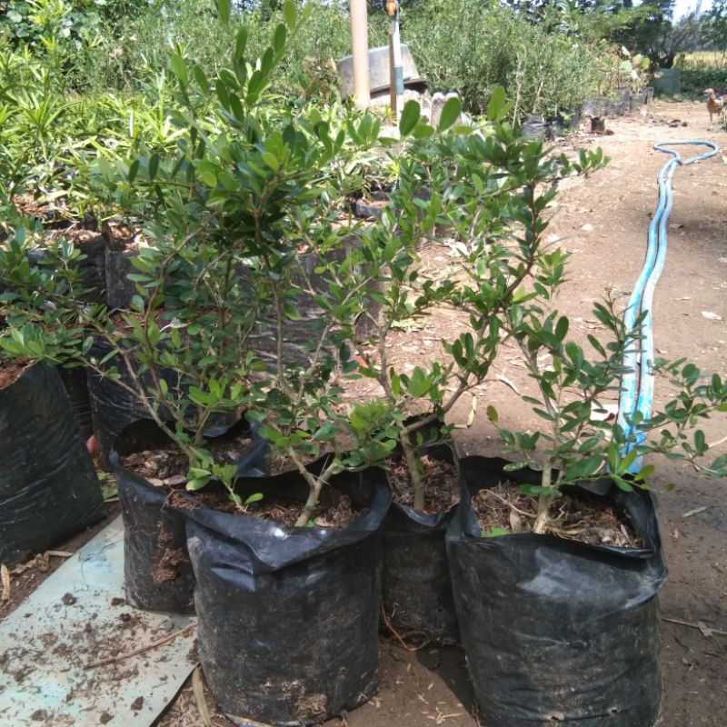 saeng simbur vietnam bunga ungu