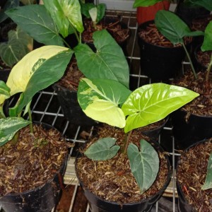 READY SYNGONIUM YELLOW TANAMAN HIAS BUNGA SYNGONIUM MURAH TERAWAT