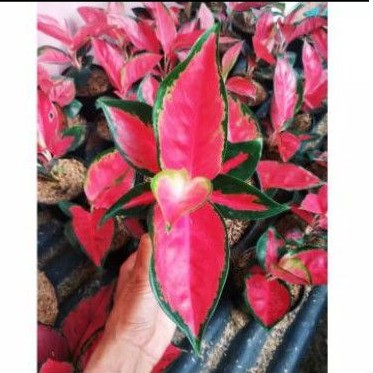 aglonema suksom lilin tangkai pendek