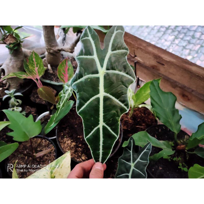 Alocasia Amazon / Keladi amazon / Keladi liku