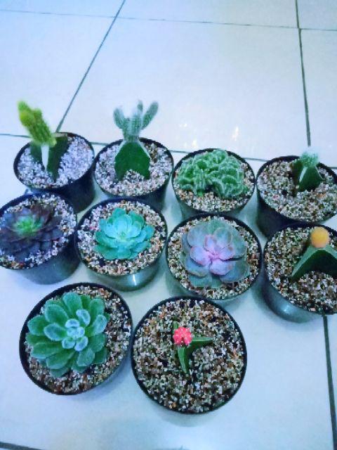  Kaktus  dan sukulen dengan pot 10cm Shopee Indonesia