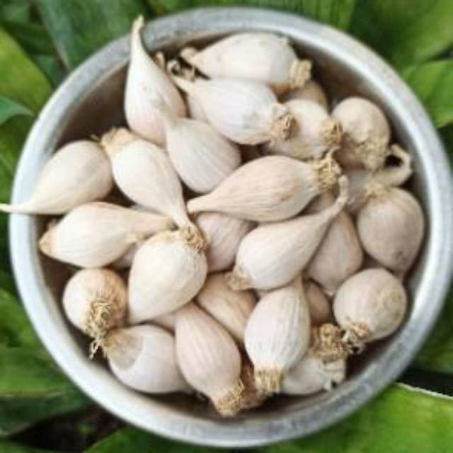 

500 gr (1/2 Kg) Bawang Putih Tunggal Lokal/Bawang Putih Lanang