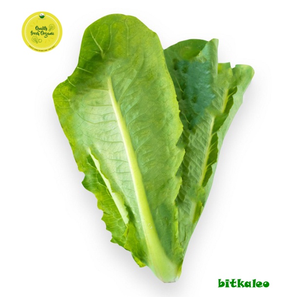 

Selada Romaine Super Organik 200 gr (PO)
