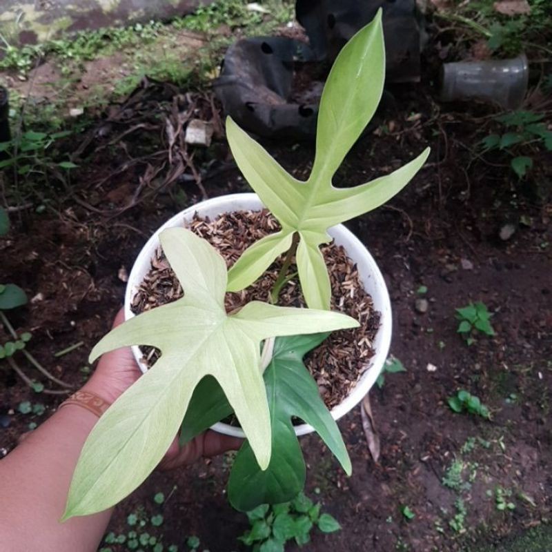 READY Tanaman Bunga Philodendron Florida Ghost Tanaman Hias Florida Ghost Berkualitas