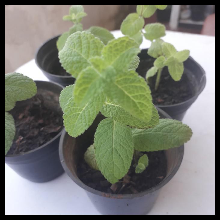 Tanaman Apple Mint Kecil. Gratis Pot 8Cm