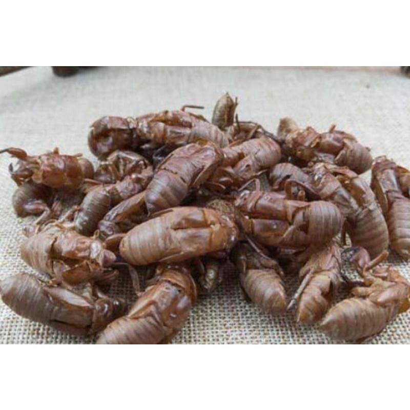 

50gr 金蝉蜕 Jin Chan Tui Periostracum Cicadae