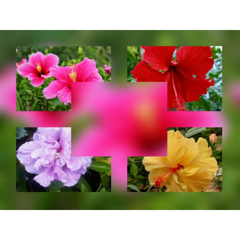 DISKON 5% PAKET 4 JENIS TANAMAN HIAS BUNGA KEMBANG SEPATU