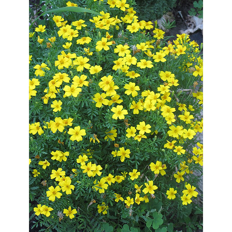 Benih Bibit Biji - Bunga Tagetes tenuifolia Lemon Gem Flower Seeds