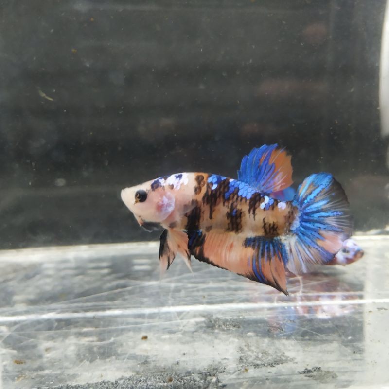 Ikan Cupang Plakat Galaxy multicolor