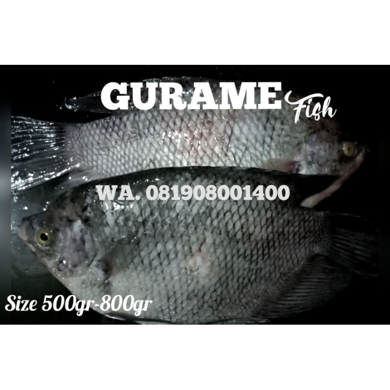 

Gurame Segar