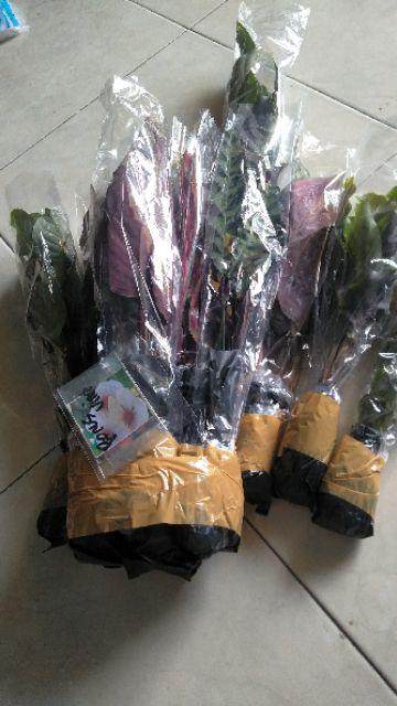 Paket 6 Jenis Calathea