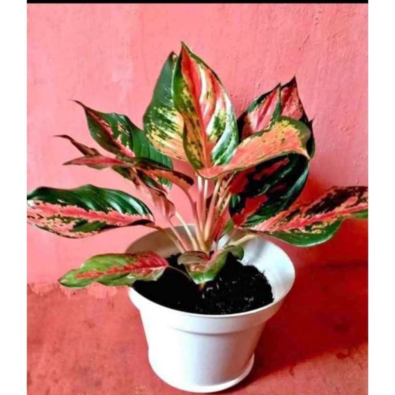aglonema kocin/aglonema kocin dewasa