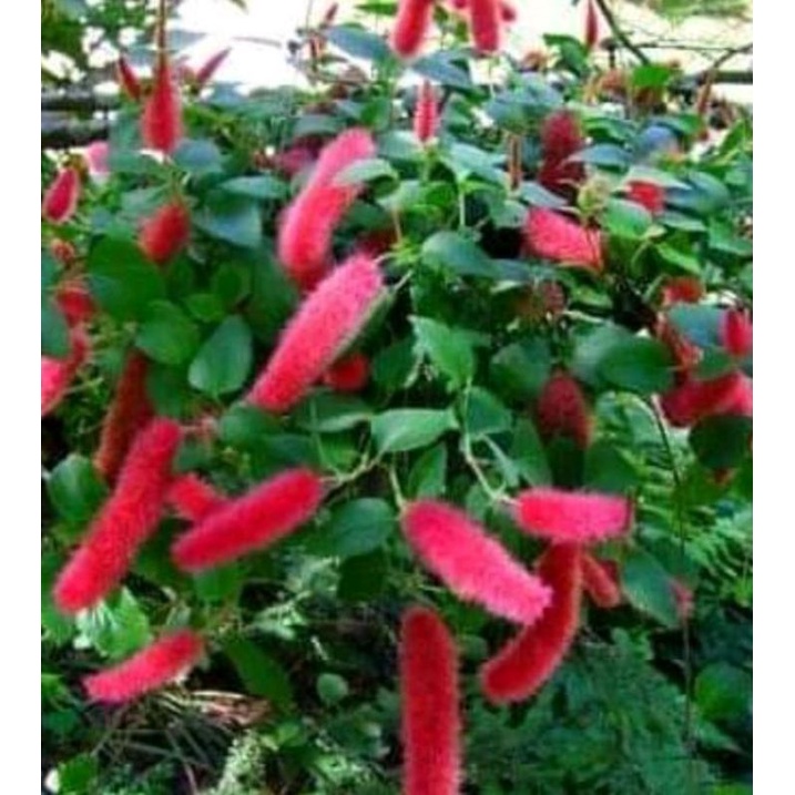 Jual bunga ekor kucing-acalypha pendula | Shopee Indonesia
