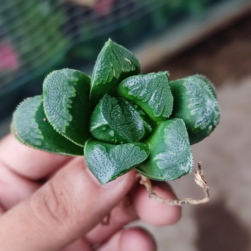 Sukulen Haworthia Truncata Hybrid Green Rose Seiko Nishiki