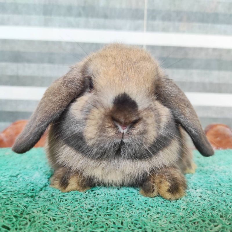Kelinci Holland lop cute anakan