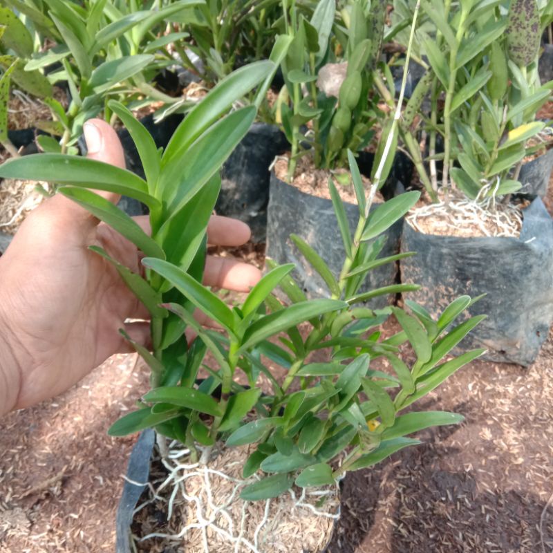 tanaman anggrek tanah Epidendrum