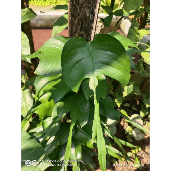 epipremnun skeleton key