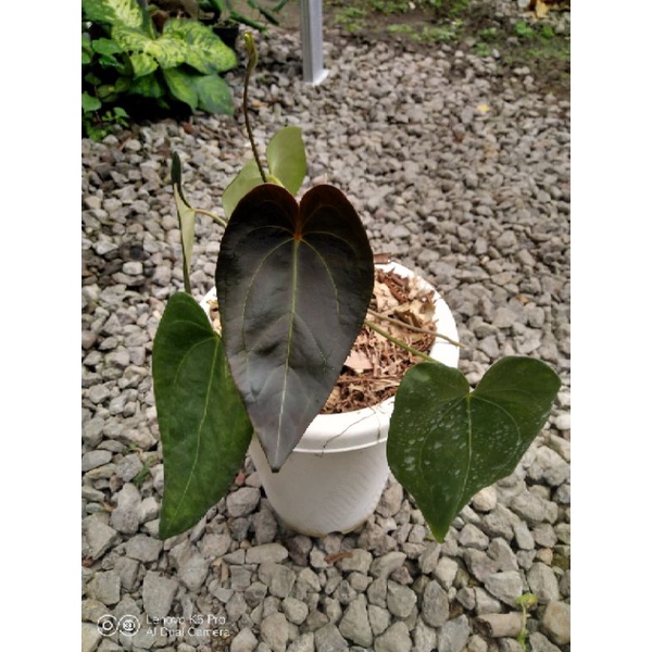 Anthurium Forgetii x Anthurium Papillilaminum hybrid