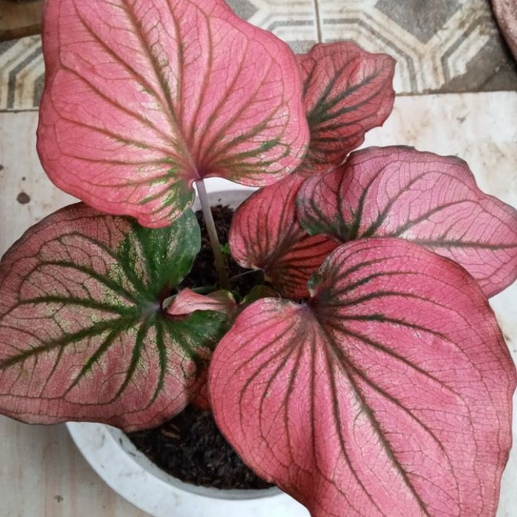 CALADIUM INFINITY /KELADI INFINITY MERAH/BIBIT KELADI INFININY/KELADI INFINITY MURAH/KELADI INFINITI