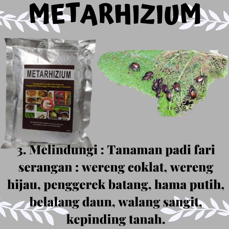 Metarhizium Insektisida Sistemik Organik, Insektisida Organik Metarhizium
