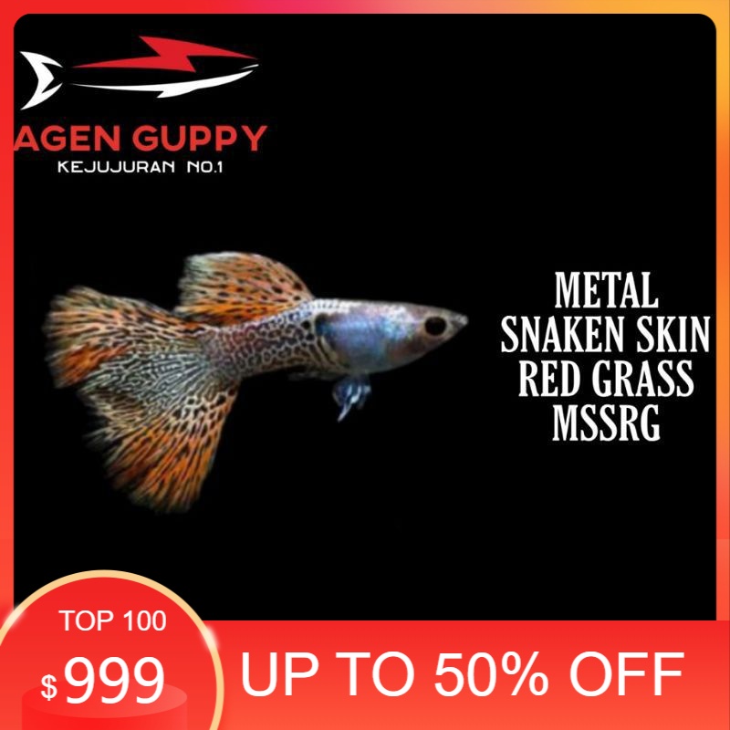 

Packing Styrofoam Guppy Metal Snakeskin Red Grass