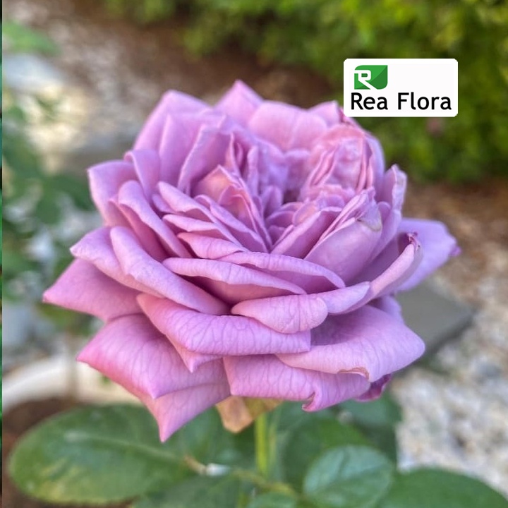Tanaman Hias Bunga Mawar Kinda Blue - Mawar/Rose Import Ungu - Mawar Ungu wangi
