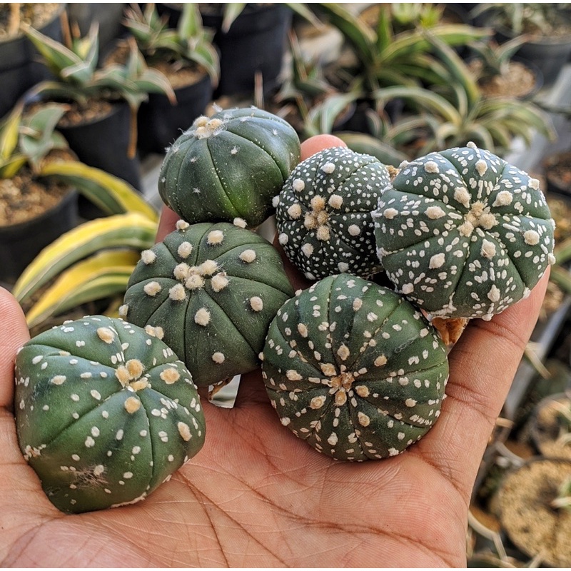 Astrophytum Superkabuto / Kaktus Import Thailand / Astro Murah / Astrophytum Starshape