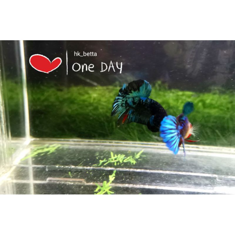 cupang avatar gordon one pair fm notol (indukan top grade)