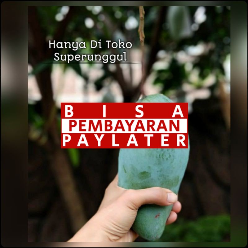 Bibit Mangga Mahatir Super