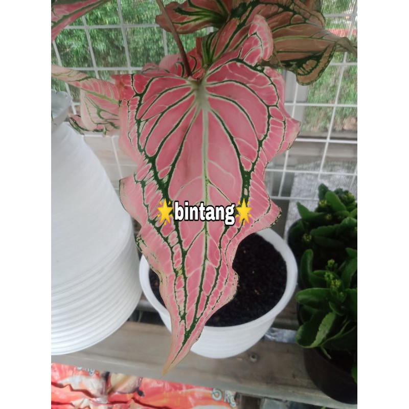 tanaman hias keladi wayang merah indukan/dewasa