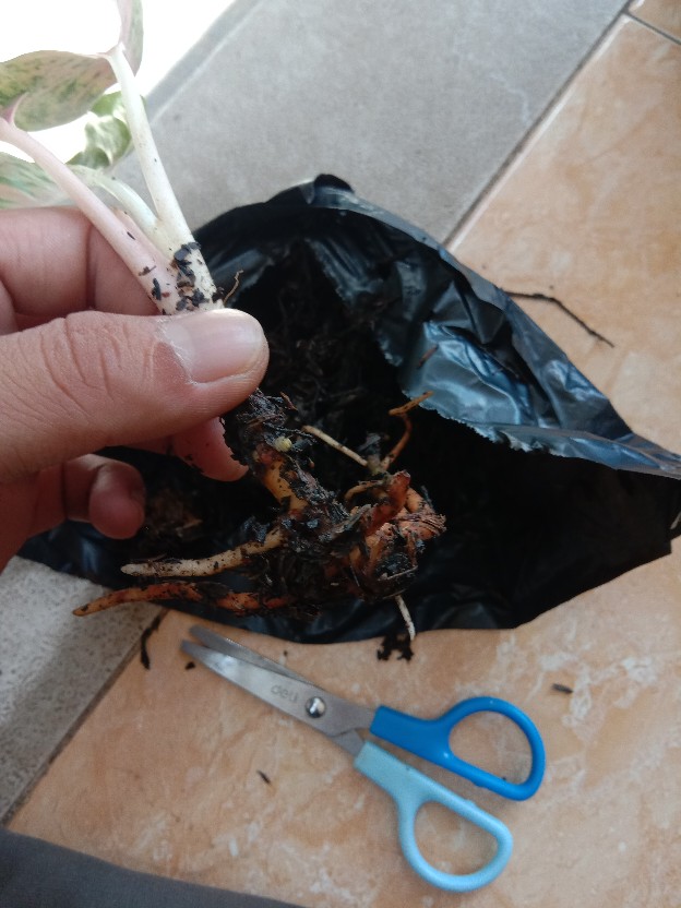 [bisa Cod] Aglonema Heng Heng (tanaman Hias Aglaonema/aglonema)