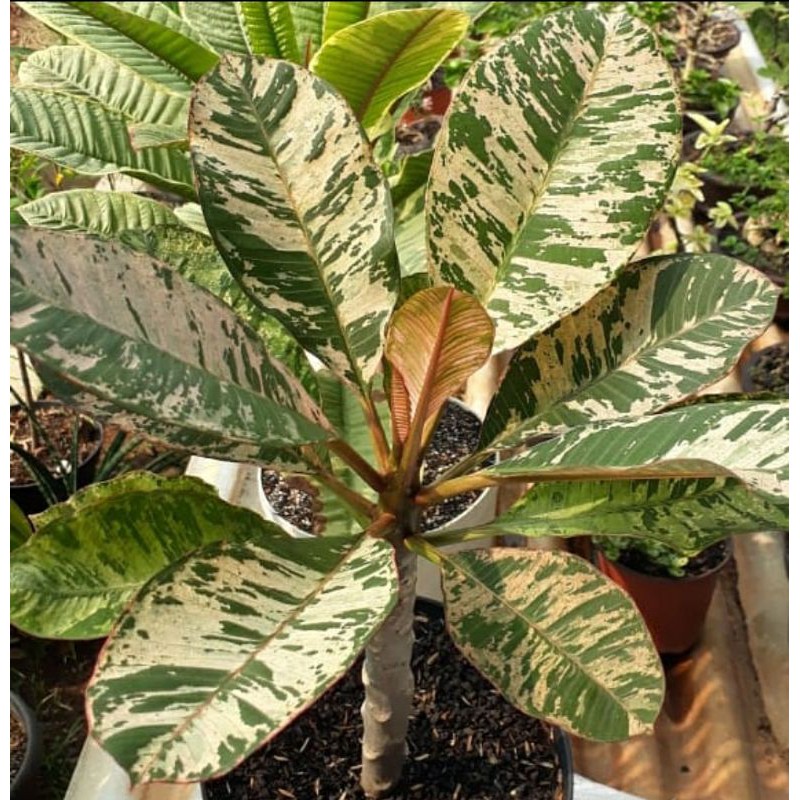 Plumeria variegata