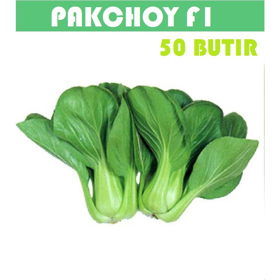 Bibit Benih Biji Pakchoy Pakchoi Green White Sawi Daging Bok choy Bokchoi Pokcoy Pokcay-Pakchoy F1 50 butir