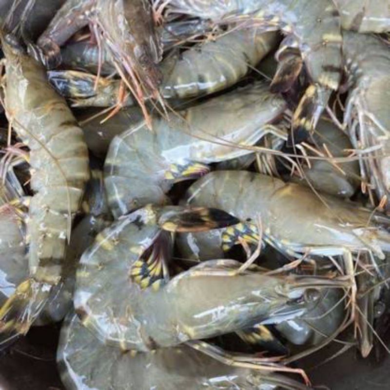 

Udang Pancet