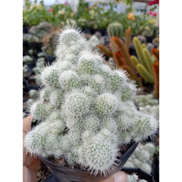 kaktus candi putih besar /kaktus ownroot/kaktus murah