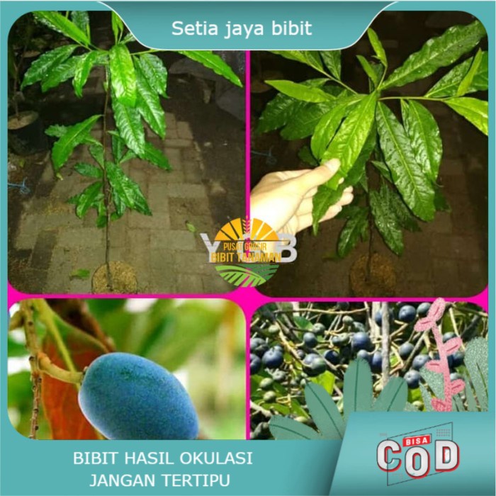 Bibit jenitri