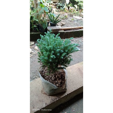 tanaman Cemara perak/pohon Cemara perak/tanaman hias Cemara perak